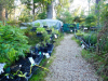 Wildplant-Rescue-4