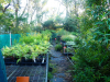 Wildplant-Rescue-5