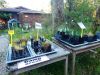 Wildplant-Rescue-8