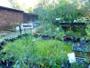 Wildplant-Rescue-9