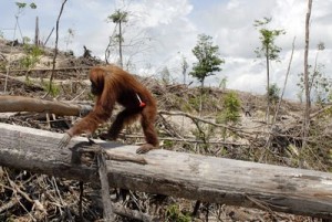 The Habitat Advocate » Blog Archive The hallowed majesty of 'Old Growth ...