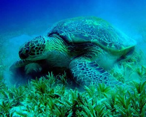 The Habitat Advocate Dugongs Archives - The Habitat Advocate