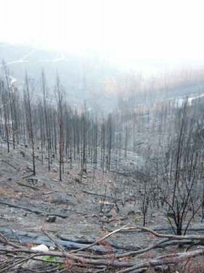 The Habitat Advocate 2009 Victorian Bushfires Archives - The Habitat ...