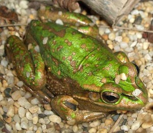 The Habitat Advocate » Blog Archive Amphibian disease wiping out the ...