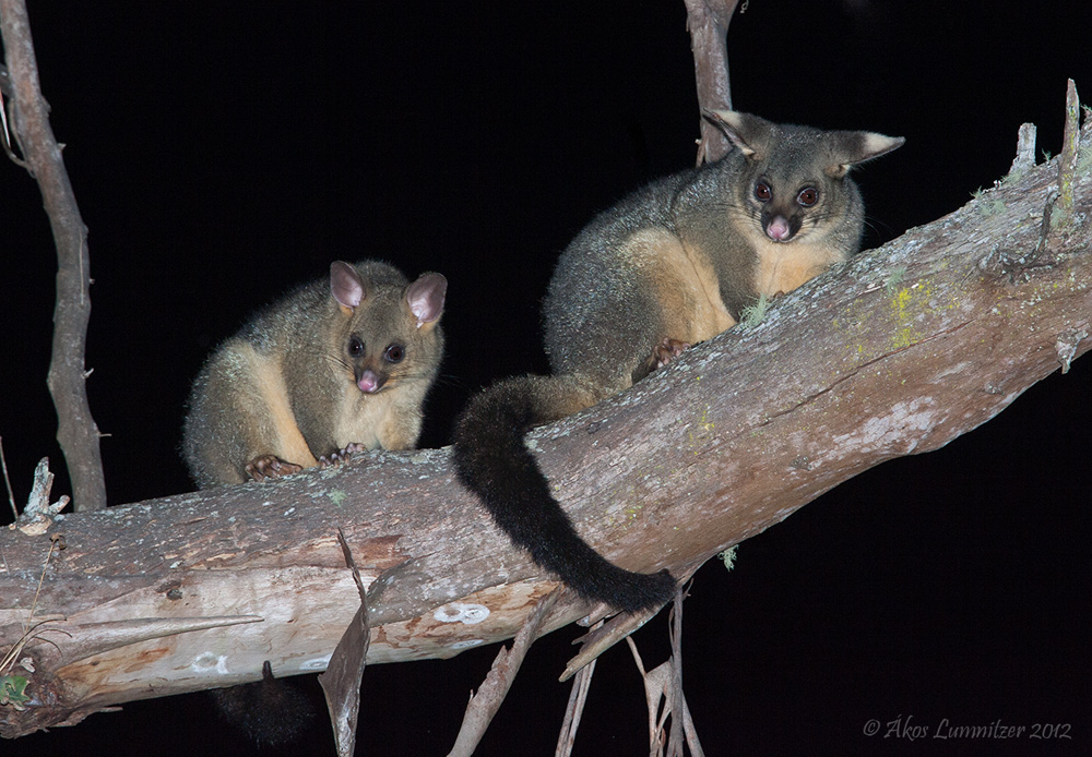 https://www.habitatadvocate.com.au/wp-content/uploads/2013/05/Australian-Brushtail-Possum.jpg