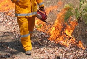 The Habitat Advocate Prescribed Burning Archives - The Habitat Advocate