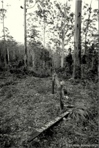 The Habitat Advocate » Blog Archive Old Growth Forests Still Being ...