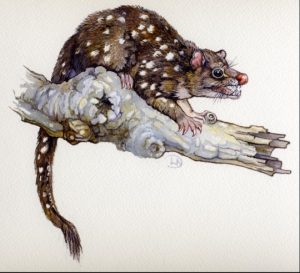 Tigerquoll – An Australian top order predator, status listed as ‘Near Threatened’