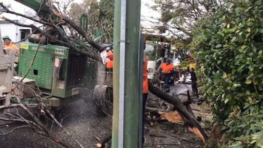 Killed tree being sawn by Asplundh